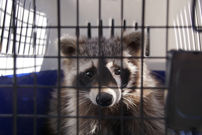 Koengen: Waschbaer steckt in Regenrohr fest- Feuerwehr befreit Tier