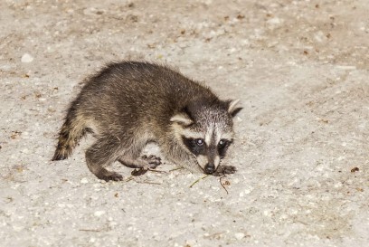 Urbach: Feuerwehr rettet kleinen Waschbaer aus misslicher Lage