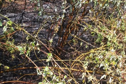 Sachsenheim/Sersheim: Flaechenbrand auf Getreidefeld