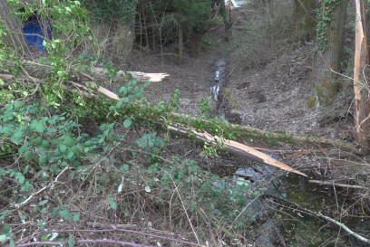 Wernau: Baum stuerzt auf Radweg