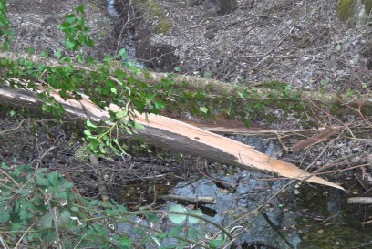 Wernau: Baum stuerzt auf Radweg