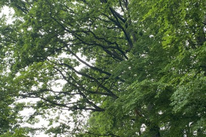 Uhingen-Baiereck: Feuerwehr muss Ast entfernen 