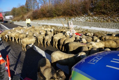 Gruibingen: Tiertransporter brennt auf Autobahn - Feuerwehr rettet 310 Schafe 