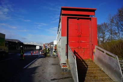 Gruibingen: Tiertransporter brennt auf Autobahn - Feuerwehr rettet 310 Schafe 