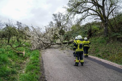 Weinstadt-Beutelsbach: Mehrere Baeume versperren die Strasse zum Schoenbuehl
