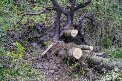 Weinstadt-Beutelsbach: Mehrere Baeume versperren die Strasse zum Schoenbuehl