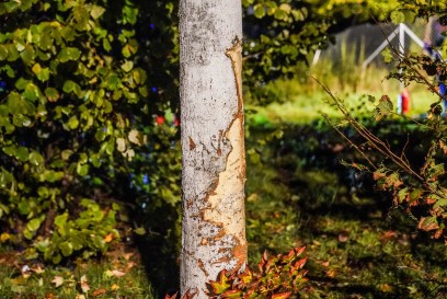 Filderstadt-Plattenhardt: Fahranfaenger verunglueckt mit Audi Hybrid – Fuenf zum Teil schwer Verletzte